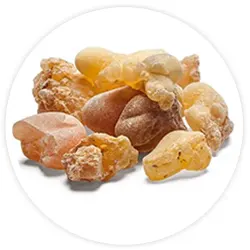 Boswellia Extract